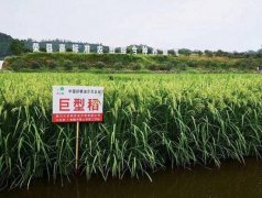 北稻南移 荣县试验种植的北方水稻亩产将达500公斤